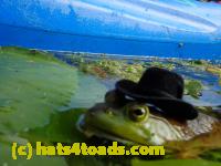 /home//u458753944/public_html/sourcegallery//////////////Frogs/More bullfrogs/P8180211.JPG